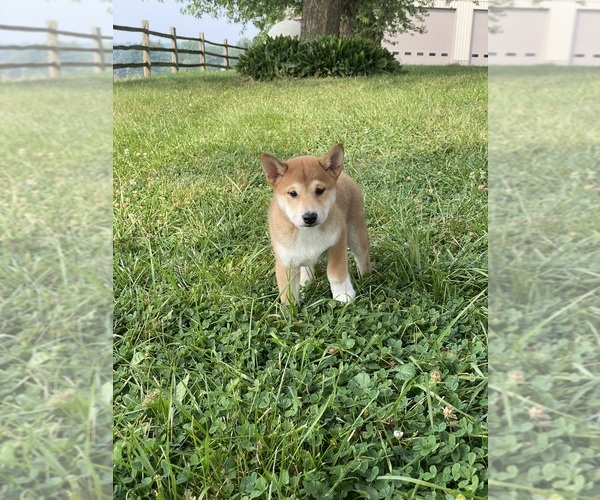 Medium Photo #2 Shiba Inu Puppy For Sale in CANOGA, NY, USA