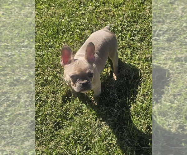 Medium Photo #1 French Bulldog Puppy For Sale in CLARKSVILLE, OH, USA