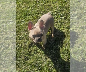 French Bulldog Puppy for Sale in CLARKSVILLE, Ohio USA