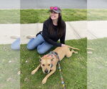 Small #15 American Pit Bull Terrier Mix