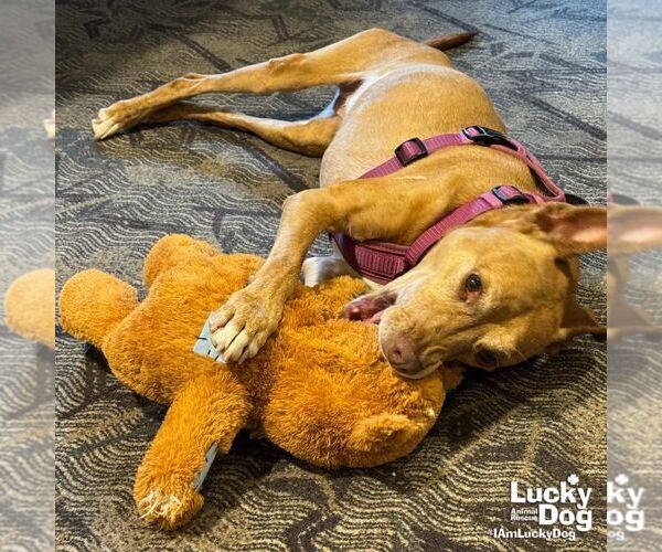 Medium Photo #7 Mutt Puppy For Sale in Washington, DC, USA