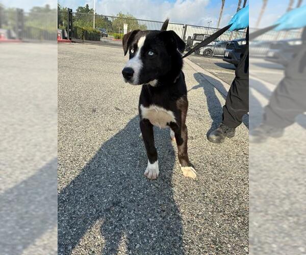 Medium Photo #1 Siberian Husky-Unknown Mix Puppy For Sale in Rancho Cucamonga, CA, USA