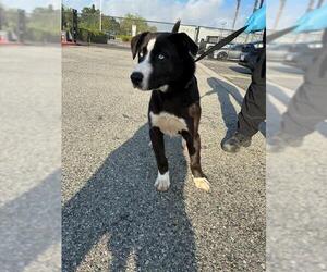 Siberian Husky-Unknown Mix Dogs for adoption in Rancho Cucamonga, CA, USA