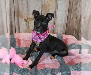 AnneMarie - Female Bull-Boxer Dog for Adoption - Photo #4