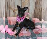 Small Photo #4 Bull-Boxer Puppy For Sale in Kennesaw, GA, USA