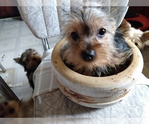 Yorkshire Terrier Puppy for sale in LE ROY, KS, USA