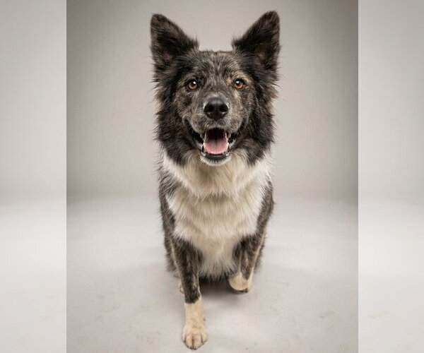 Medium Photo #1 Mutt Puppy For Sale in Vail, AZ, USA
