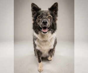 Mutt Dogs for adoption in Vail, AZ, USA