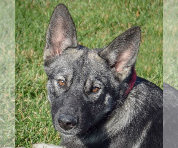 Medium Photo #5 Norwegian Elkhound Puppy For Sale in Huntley, IL, USA