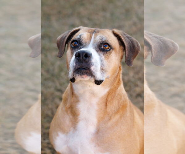 Medium Photo #5 Boxer-Unknown Mix Puppy For Sale in McKinney, TX, USA