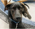 Small #1 Labrador Retriever Mix