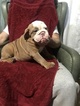Small Photo #4 Bulldog Puppy For Sale in EAST HAVEN, CT, USA