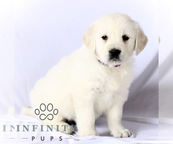 Medium Photo #4 English Cream Golden Retriever Puppy For Sale in GORDONVILLE, PA, USA