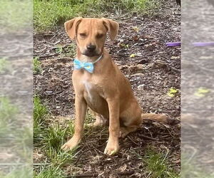 Labrador Retriever-Unknown Mix Dogs for adoption in Genesee, WI, USA