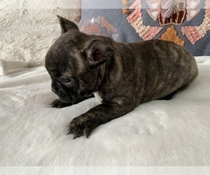 French Bulldog Puppy for sale in JOHNS ISLAND, SC, USA