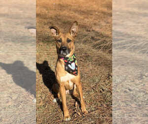 June - Female Mutt Dog for Adoption - Photo #4