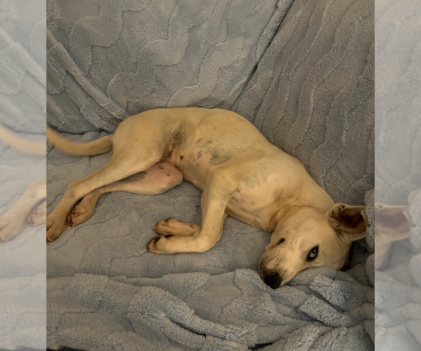 Medium Photo #6 Huskies -Labrador Retriever Mix Puppy For Sale in Holly Springs, NC, USA