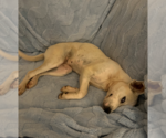 Small #5 Huskies -Labrador Retriever Mix