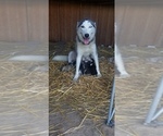 Small Photo #9 Siberian Husky Puppy For Sale in OSCEOLA, MO, USA