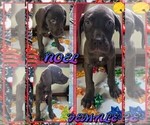 Puppy Noel Great Dane