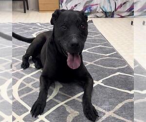 Labrador Retriever Dogs for adoption in Charlotte, NC, USA