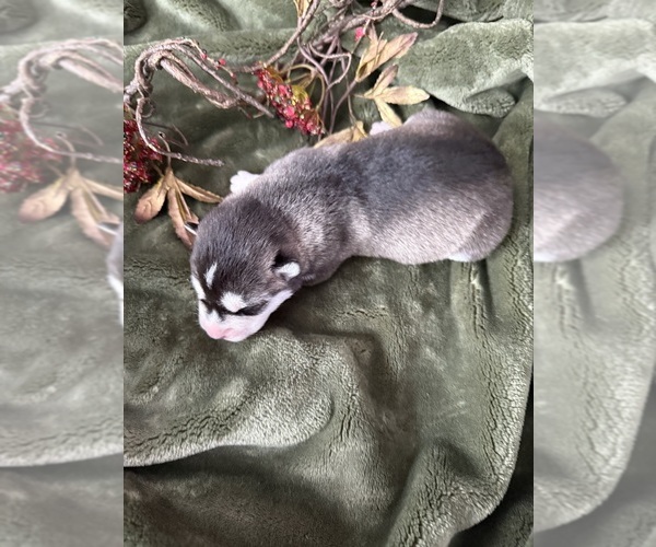 Medium Photo #7 Siberian Husky Puppy For Sale in STAPLES, MN, USA