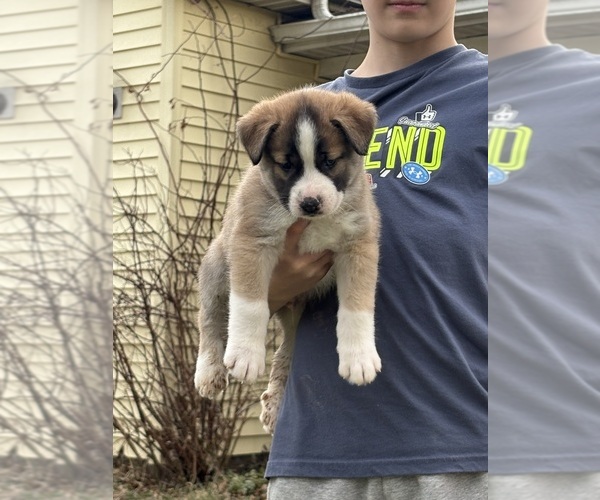 Medium Photo #6 Alaskan Husky-Saint Bernard Mix Puppy For Sale in OLIVET, MI, USA