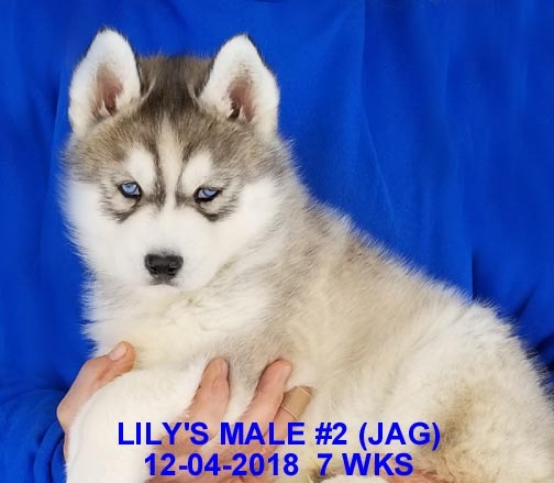Medium Photo #30 Siberian Husky Puppy For Sale in MANILLA, IA, USA