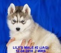 Small Photo #30 Siberian Husky Puppy For Sale in MANILLA, IA, USA
