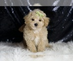 Small Photo #113 Maltipoo Puppy For Sale in WARSAW, IN, USA