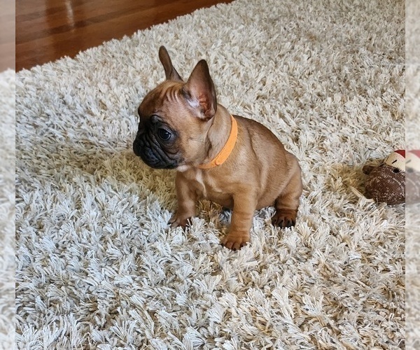 Medium Photo #8 French Bulldog Puppy For Sale in CONCORDIA, KS, USA