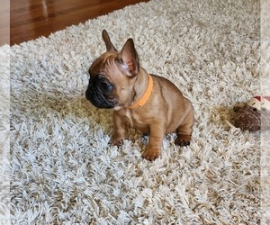 Medium French Bulldog