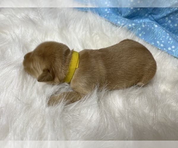 Medium Photo #4 Golden Retriever Puppy For Sale in NEOLA, WV, USA