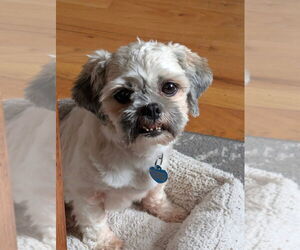 Shih Tzu-Unknown Mix Dogs for adoption in Springdale, PA, USA