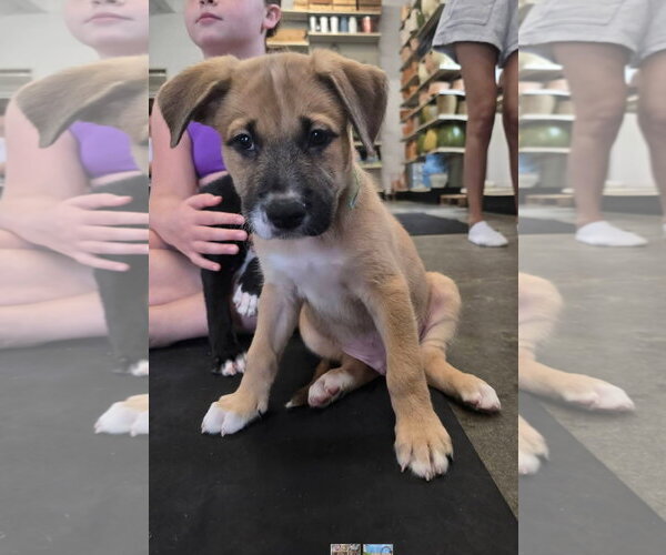 Medium Photo #2 Mutt Puppy For Sale in Woodbury, NY, USA
