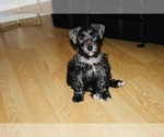 Puppy Puppy Dark Schnauzer (Miniature)
