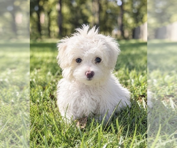 Medium Photo #2 Maltese Puppy For Sale in BRANDON, MS, USA