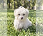 Dolly - Female Maltese Puppy for Sale - Photo #2