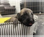 Small Photo #251 Belgian Malinois Puppy For Sale in REESEVILLE, WI, USA
