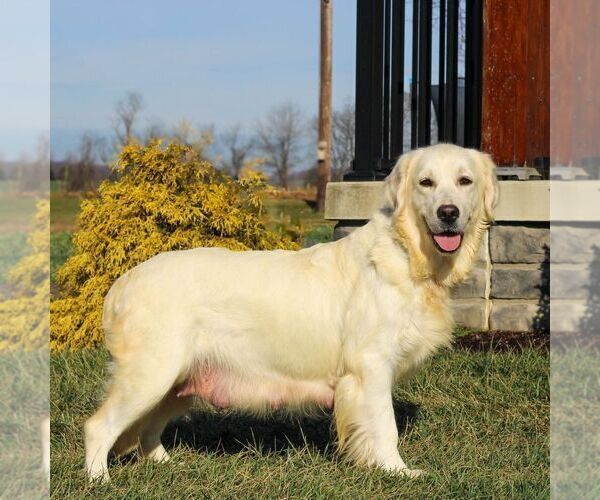 Medium Photo #1 Golden Retriever Puppy For Sale in LITITZ, PA, USA