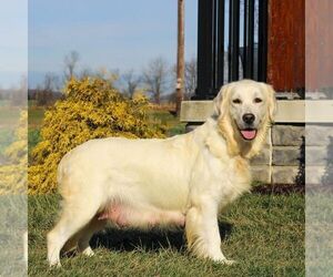 Mother of the Golden Retriever puppies born on 05/05/2025