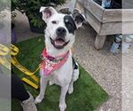 Small #1 American Pit Bull Terrier Mix