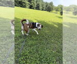 Small #13 Beagle Mix