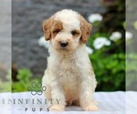 Small #3 Poodle (Miniature)