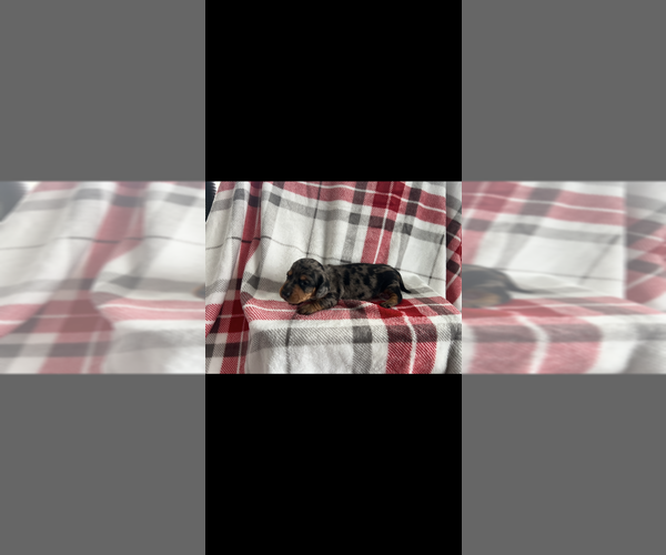 Medium Photo #2 Dachshund Puppy For Sale in NILES, MI, USA