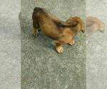 Small Photo #3 Cane Corso Puppy For Sale in HOUSTON, TX, USA