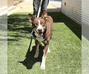 BRIDGETTE - Female Siberian Husky-Unknown Mix Dog for Adoption - Photo #2