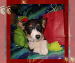 Small Photo #9 Pembroke Welsh Corgi Puppy For Sale in GALLEGOS, NM, USA