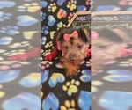 Small Photo #4 Yorkshire Terrier Puppy For Sale in AKRON, OH, USA