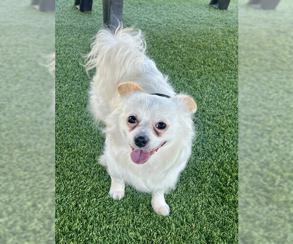 Medium Photo #3 Cavapom Puppy For Sale in Agoura Hills, CA, USA